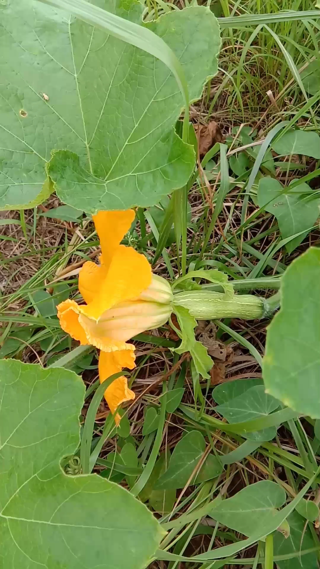 家乡常见的瓜菜——南瓜