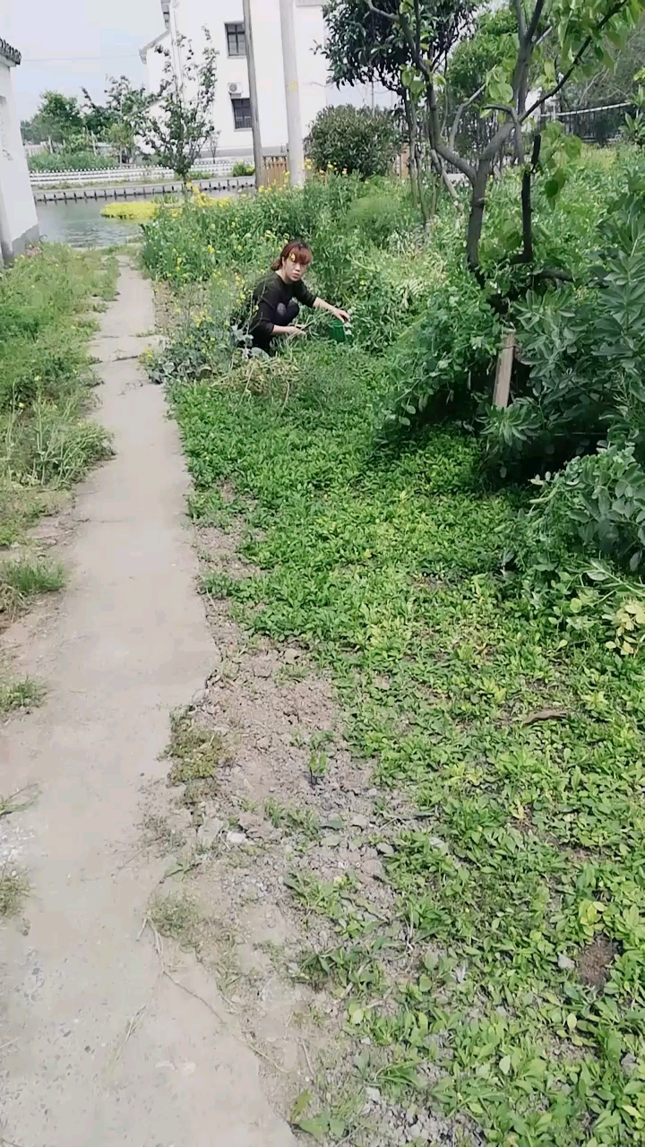 马兰头!鱼秋线!