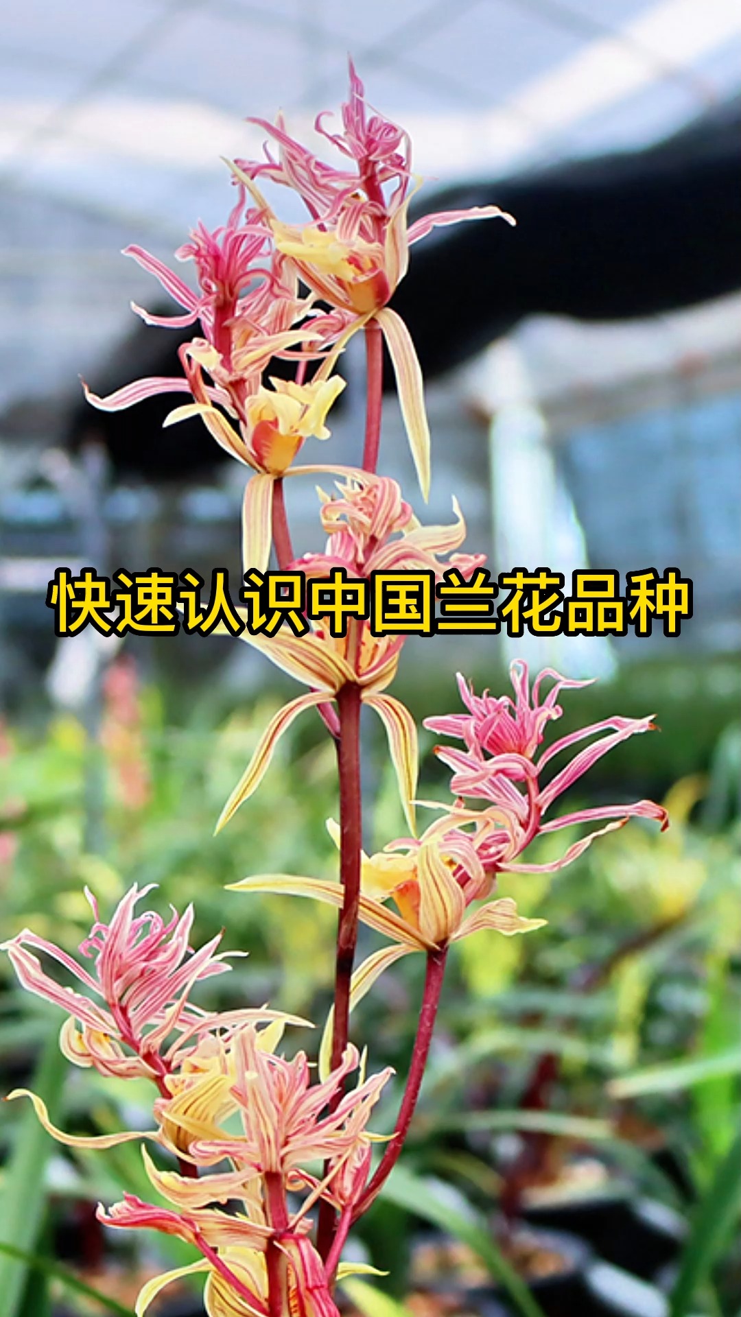 #兰花#快速认识兰花品种