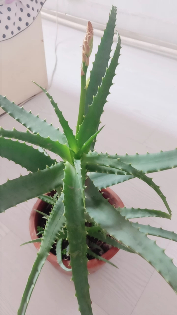龙爪开花了,用60度白酒一斤,把花泡在酒里,治疗鹅掌风,顽固性皮肤病 