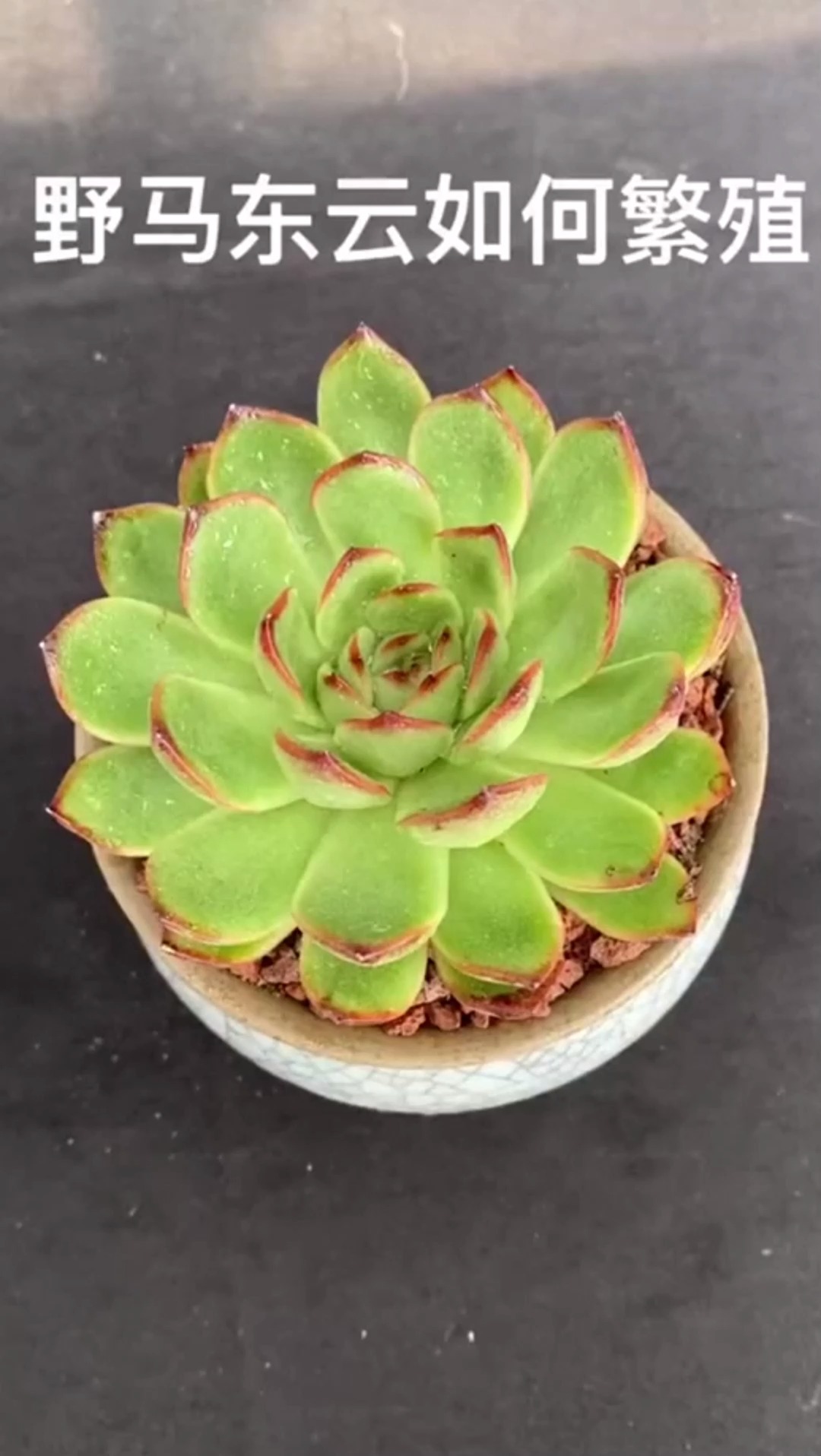 多肉 #多肉植物 野马冬云如何繁殖与爆群