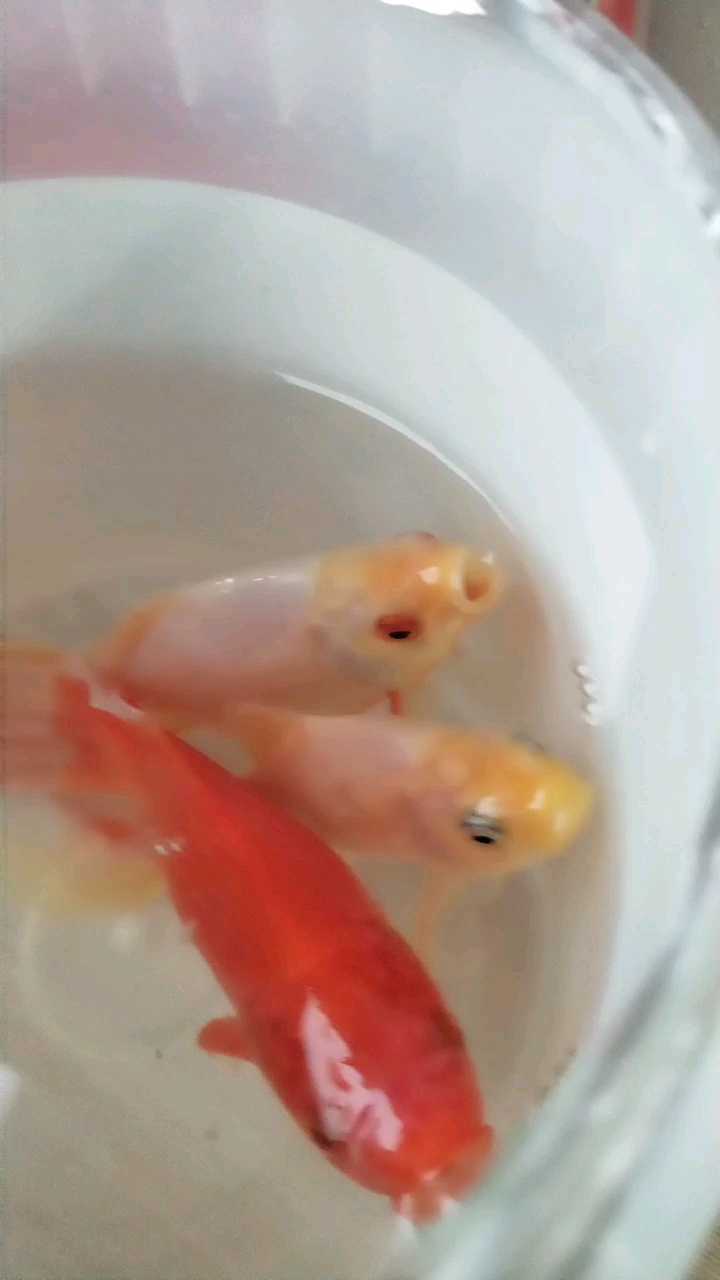 小鱼吐泡泡
