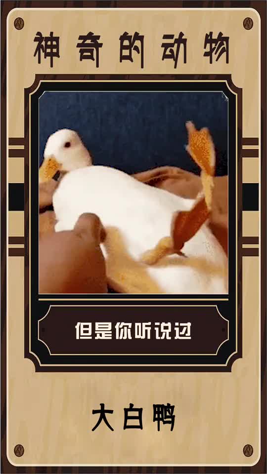 你在干嘛鸭,了解一下我鸭,我是可爱的鸭鸭