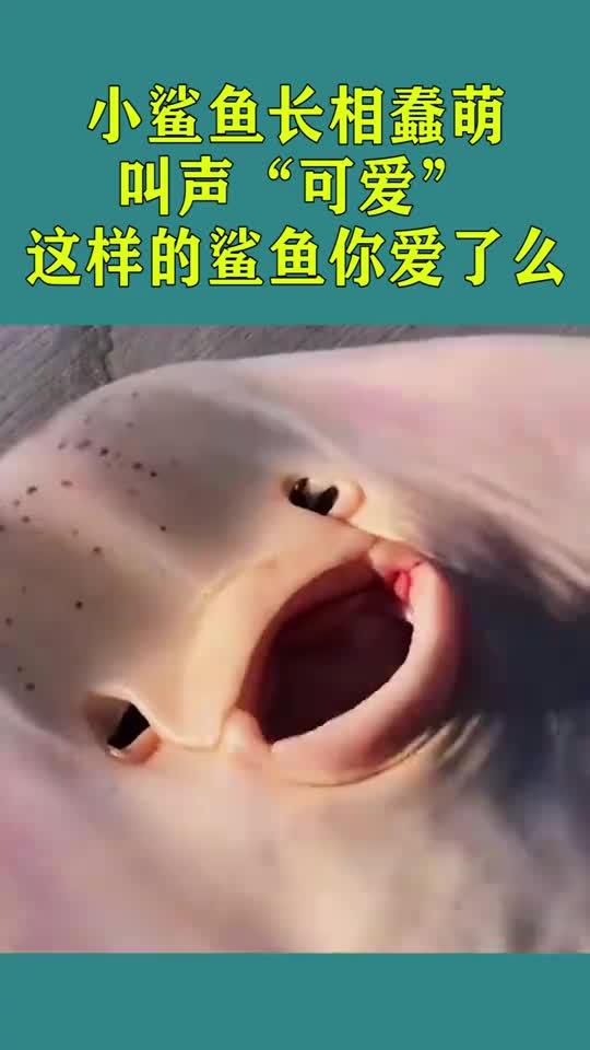 小鲨鱼长相蠢萌,叫声非常“可爱”这样的鲨鱼你爱了吗