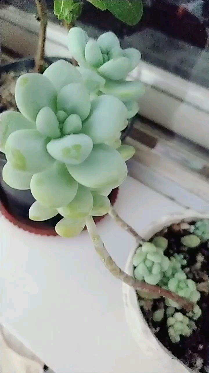 多肉植物——天使之泪,下崽儿啦