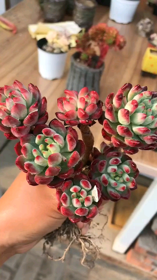 极品蓝精灵