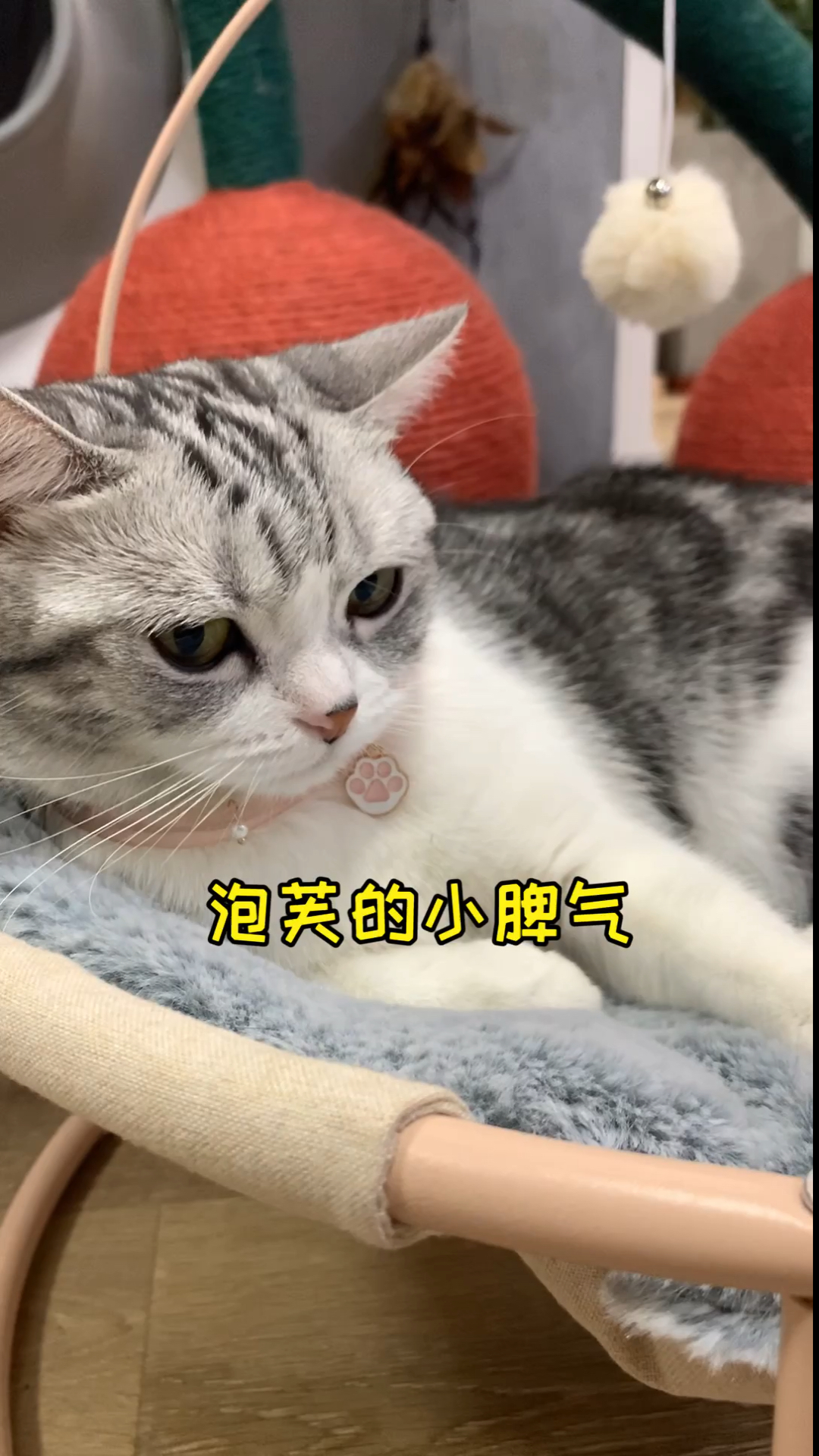 #我家萌宠成精了#矫情芙芙上线 凶不得骂不得 做错了事情还要我哄