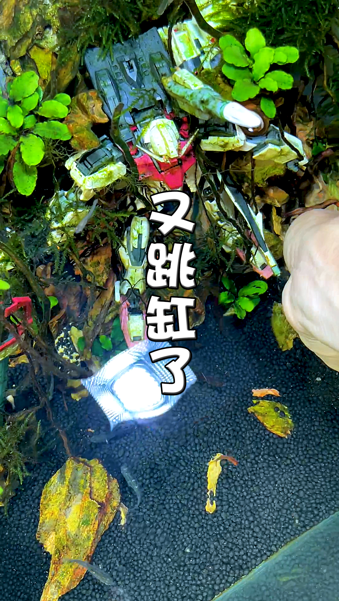 #鱼缸#欲哭无泪 哭笑不得