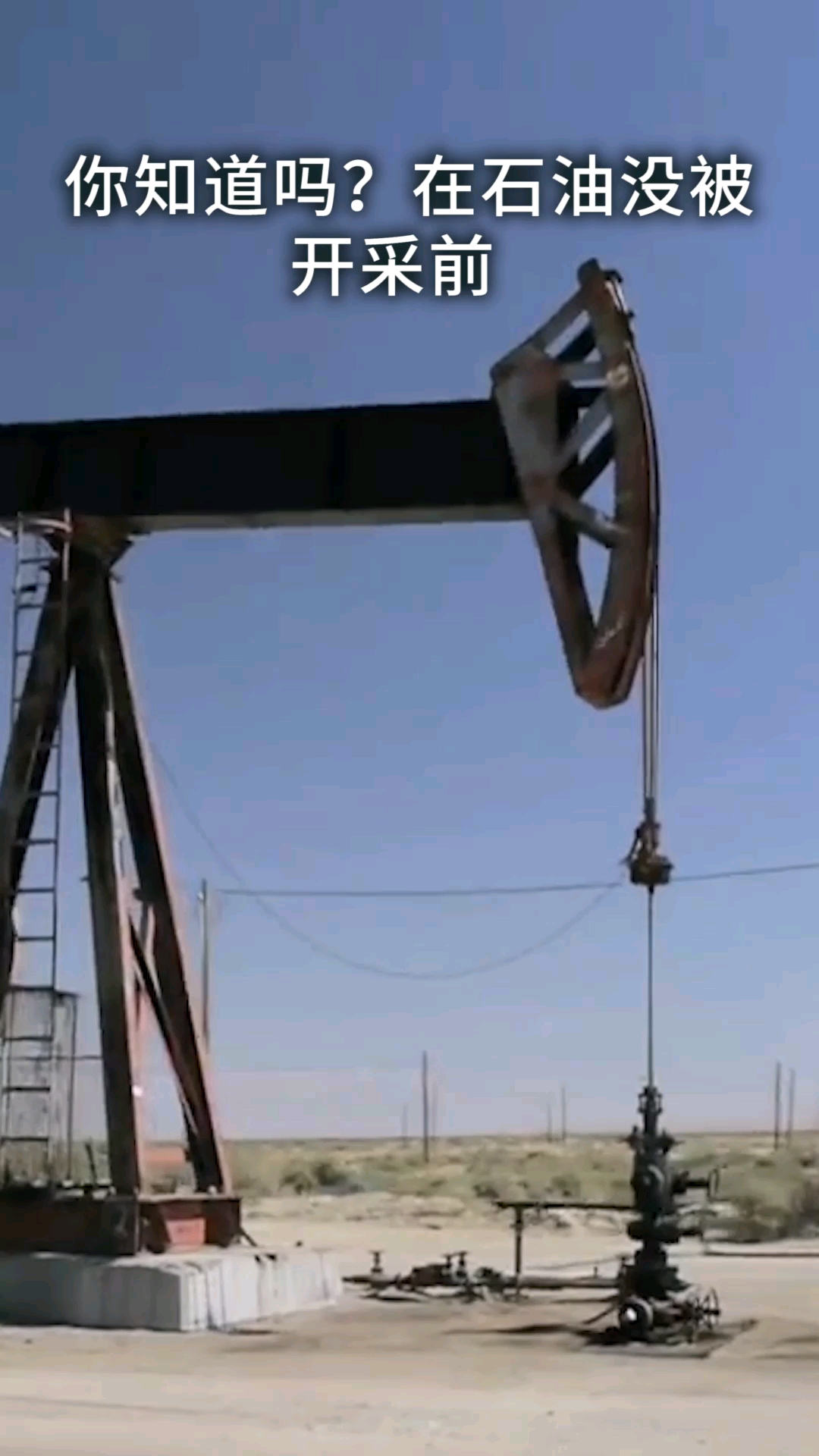 为什么说石油拯救了鲸鱼?