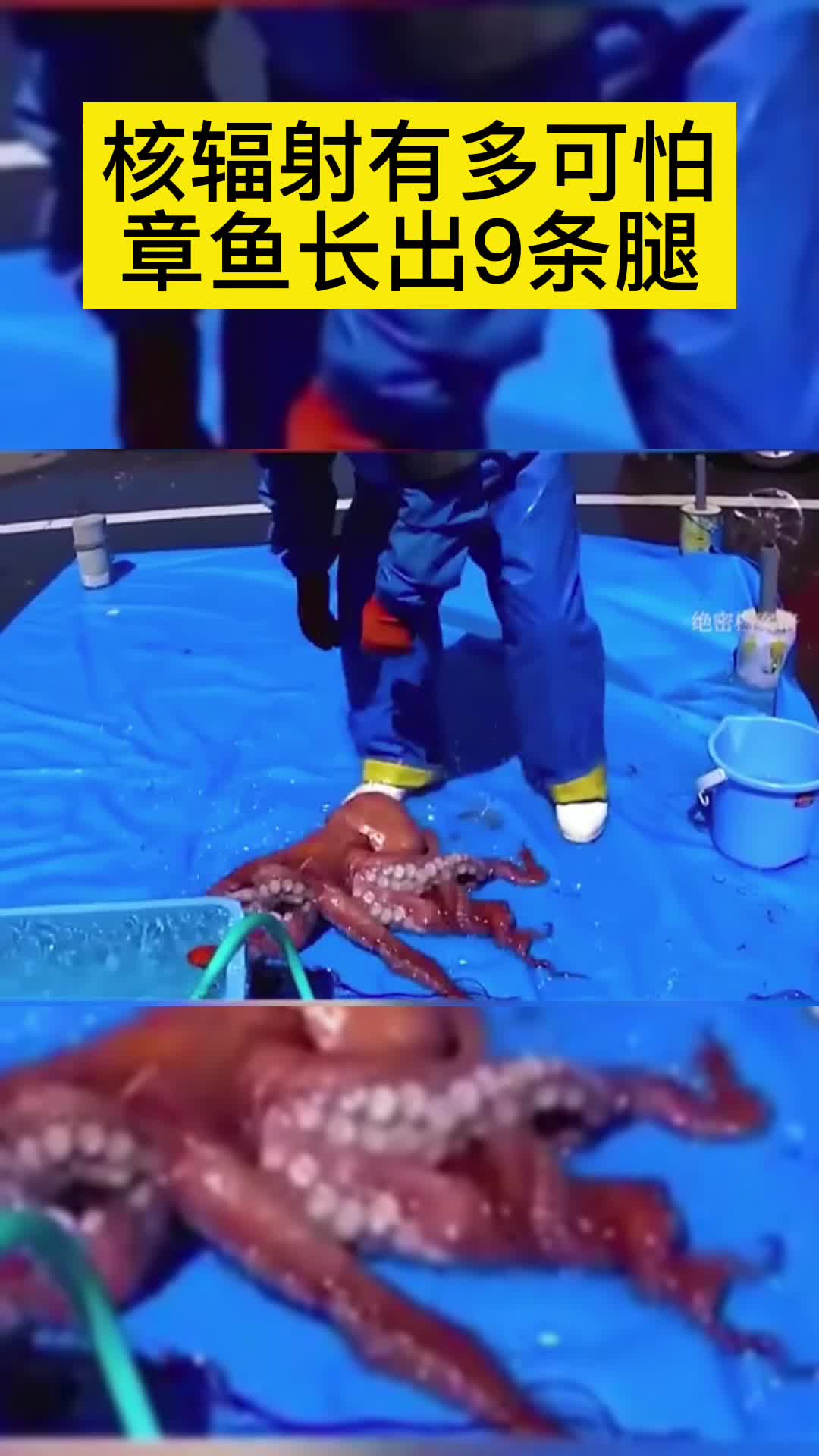#我要上热门#核辐射有多可怕?章鱼长出9条腿