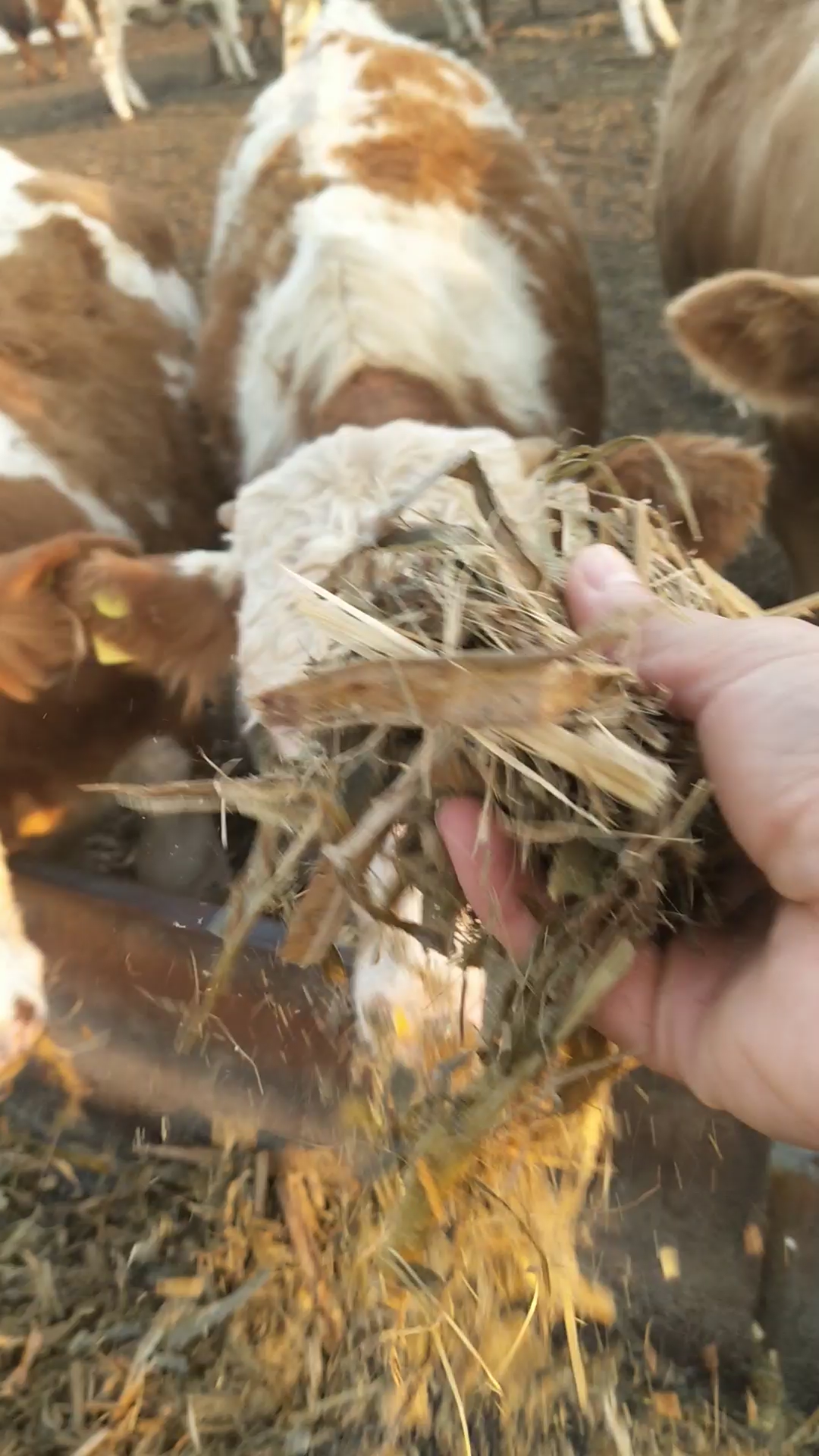 #肉牛# 肉牛育肥粗饲料主要是玉米青贮、优质干草、秸秆、酒糟等,其优点是来源广泛。