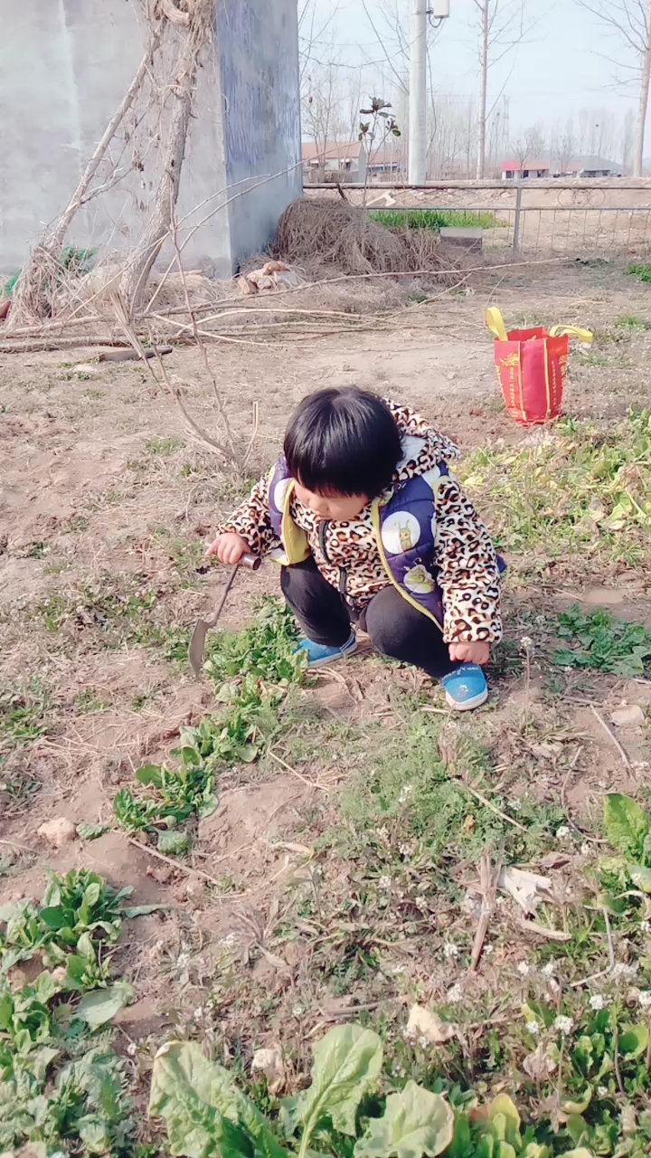 小朋友挖野菜。