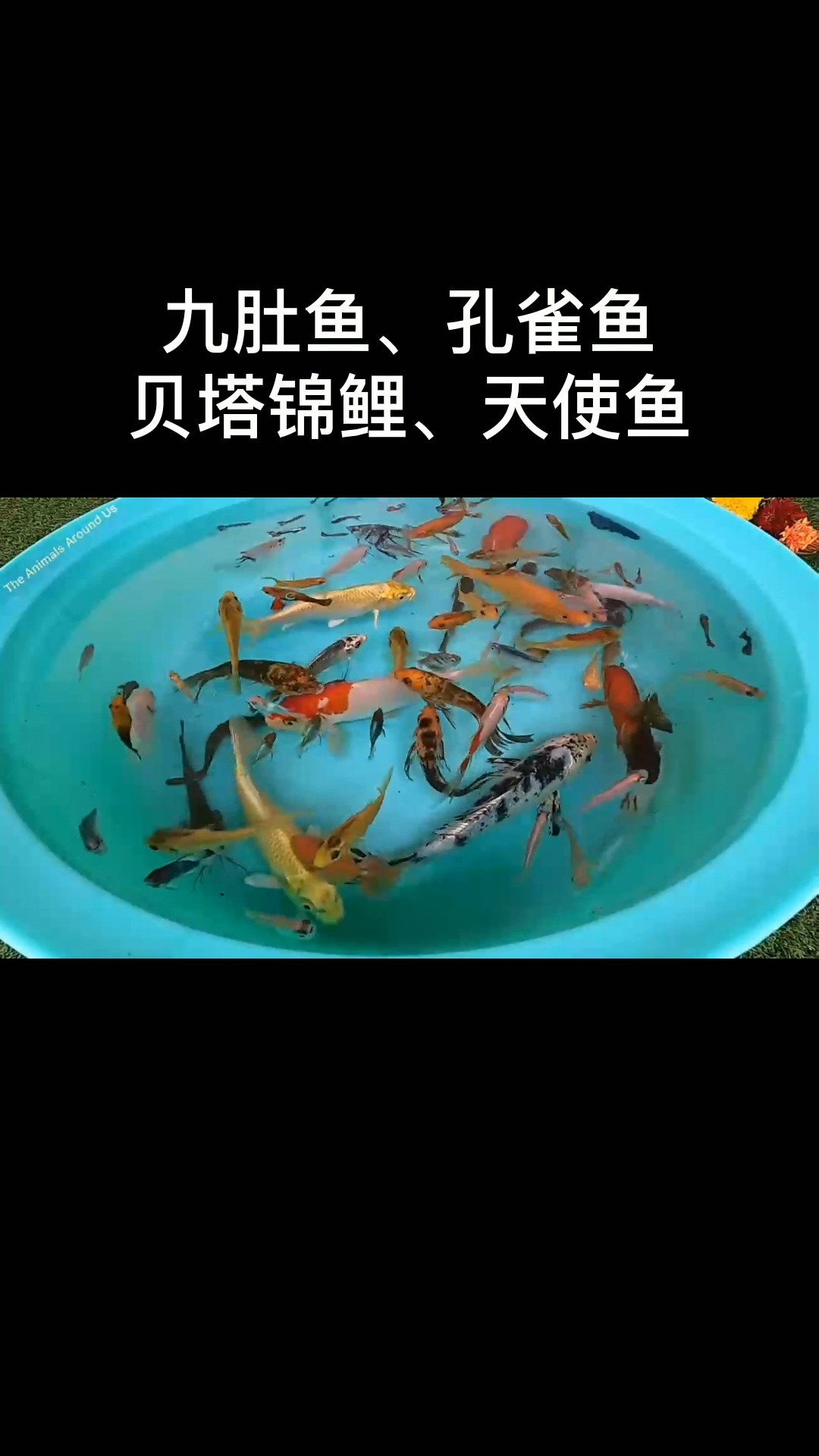 #动物世界#侏儒鱼、九肚鱼、孔雀鱼、贝塔锦鲤、鲶鱼、金鱼、天使鱼动物视频