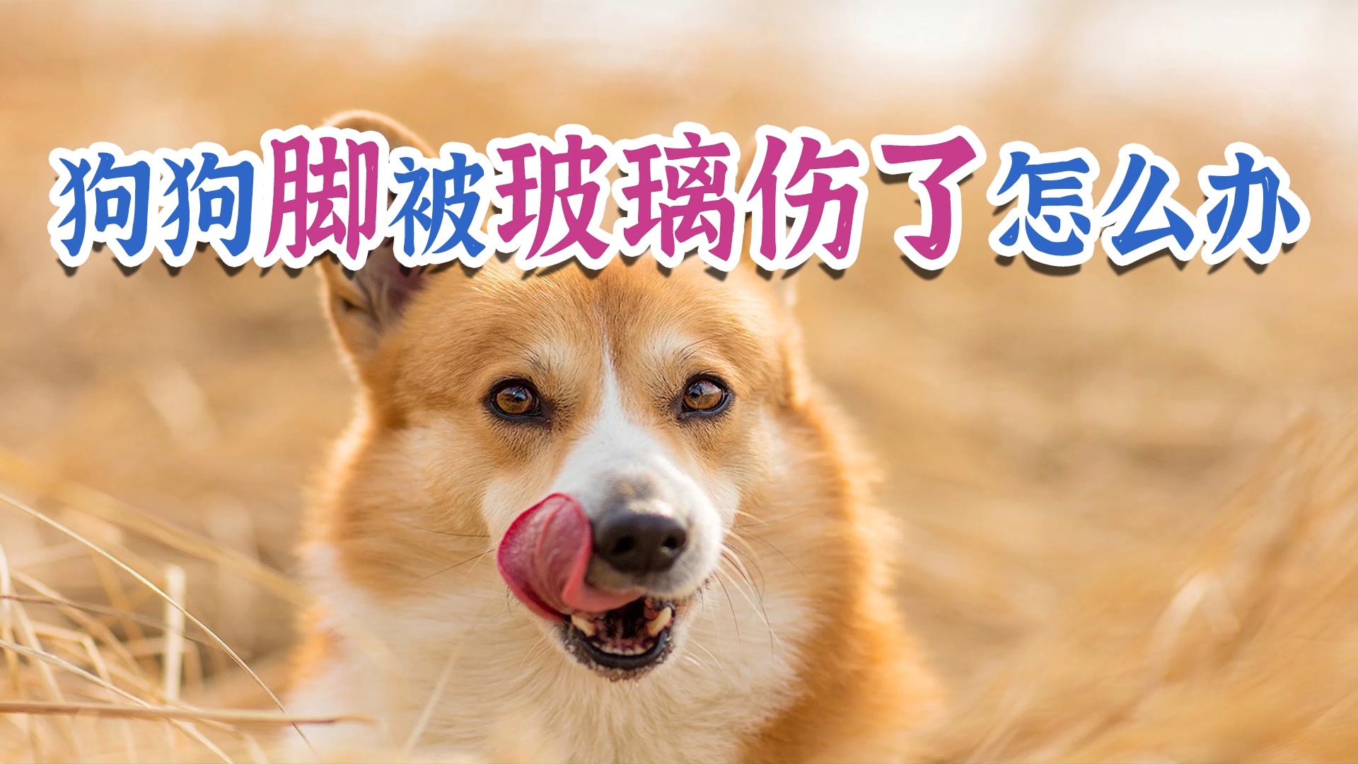 狗狗脚被玻璃伤了怎么办