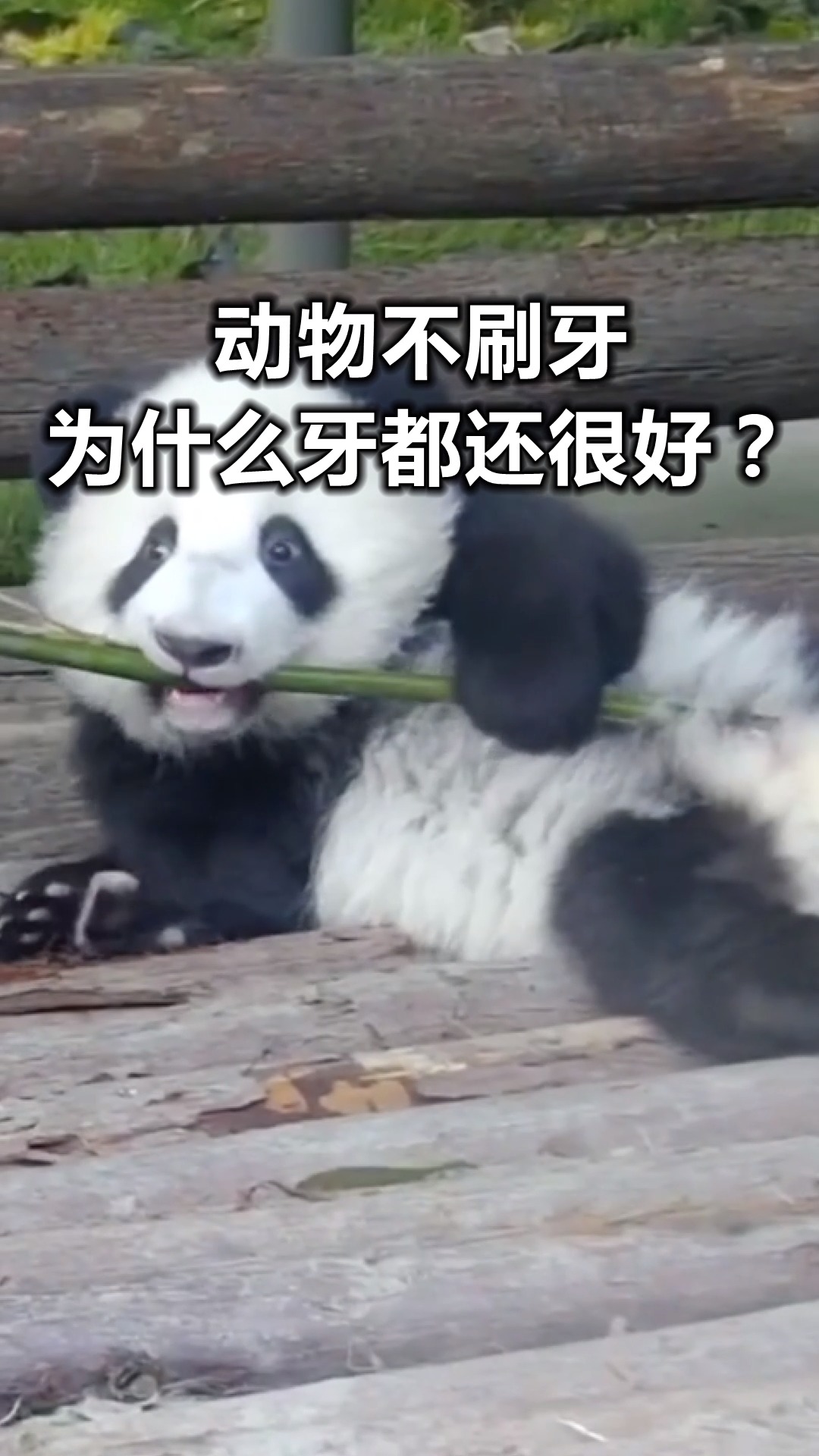 动物都不刷牙, 为什么牙都还很好?