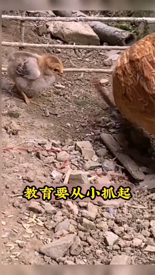 鸡的一家