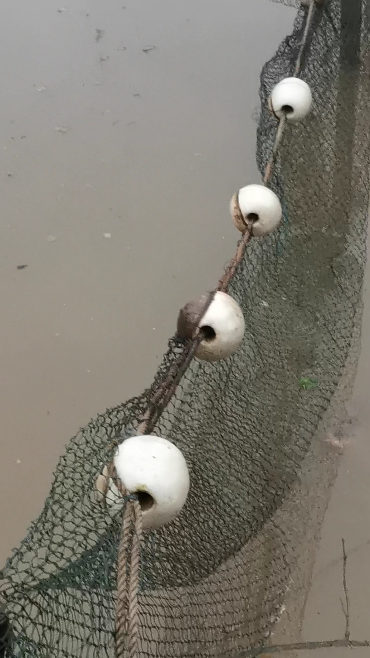 下大雨后好多鱼儿游水面上了。 