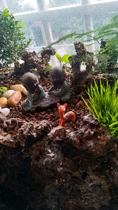 #我的小花园#喜欢鱼缸盆景的关注哦。细节在不断改进,稍后会把制作过程分享出来。谢谢大家观看