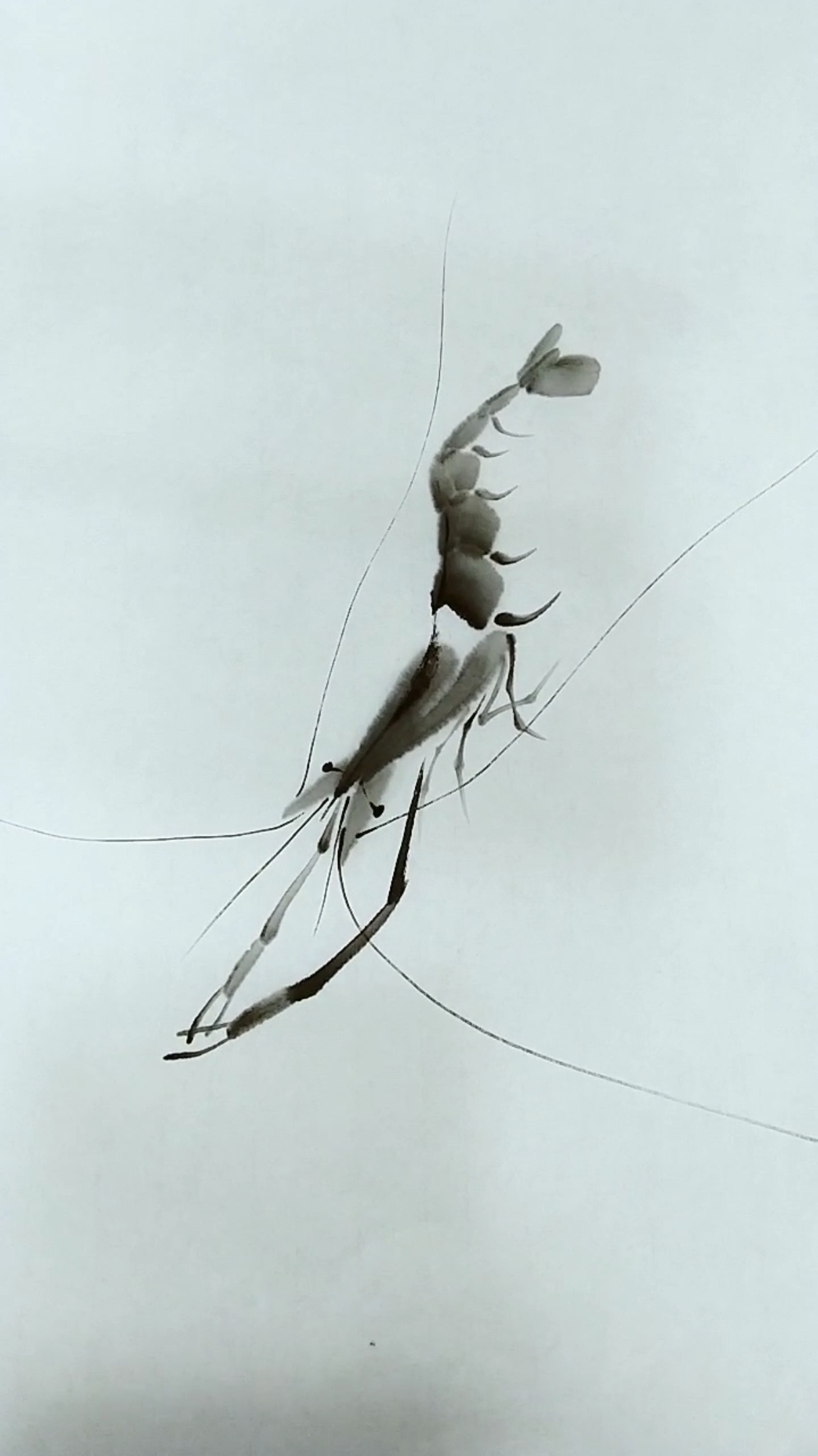 #我要上热门#画一只好运虾,希望能给朋友们带来好运气!大家早安吉祥!