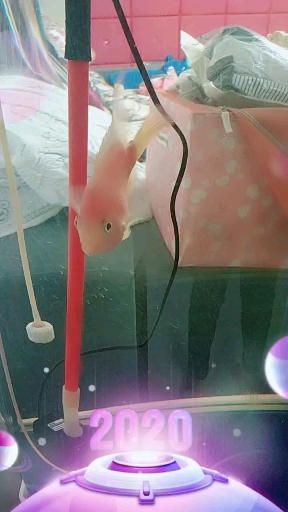 #全民迎新年#一条孤独的小鱼
