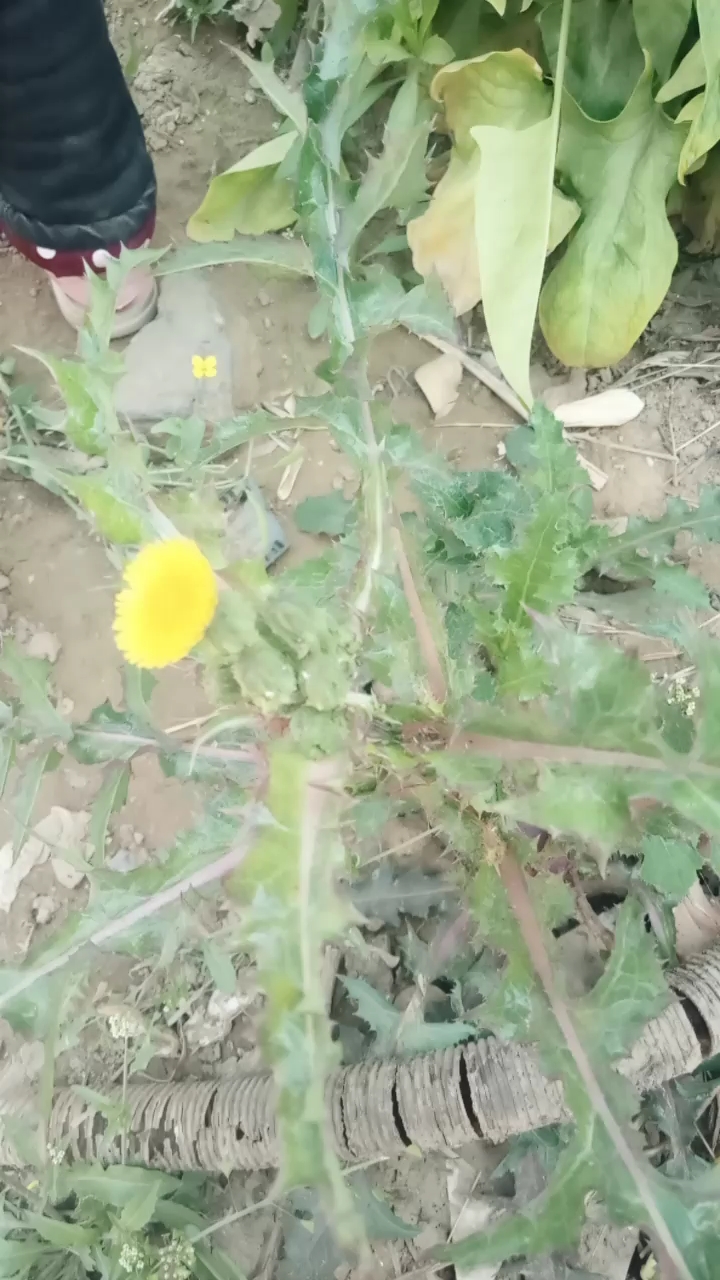 分享视频