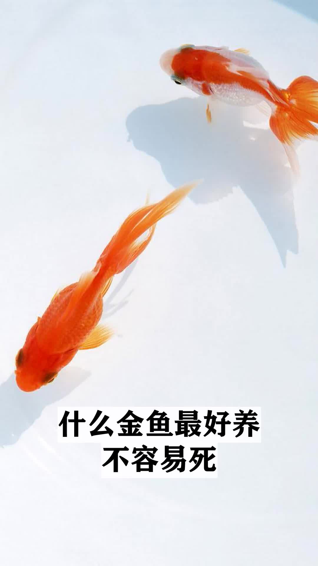 什么金鱼最好养不容易死