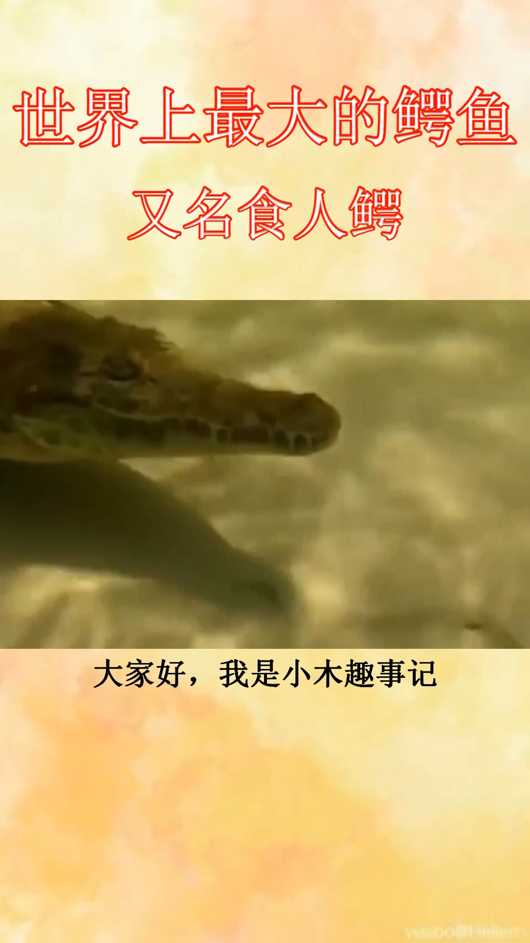 世界上最大的鳄鱼,咸水鳄又名食人鳄