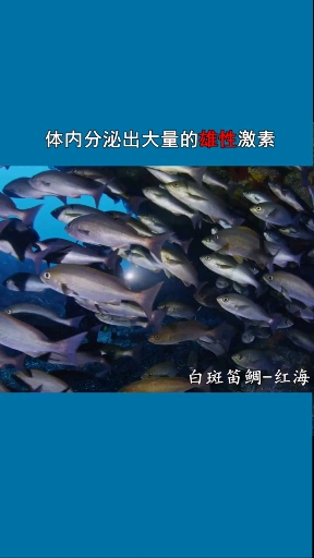 鲷鱼种类繁多,是海洋捕捞鱼类中的主要品类之一,肉质鲜美,如加吉鱼