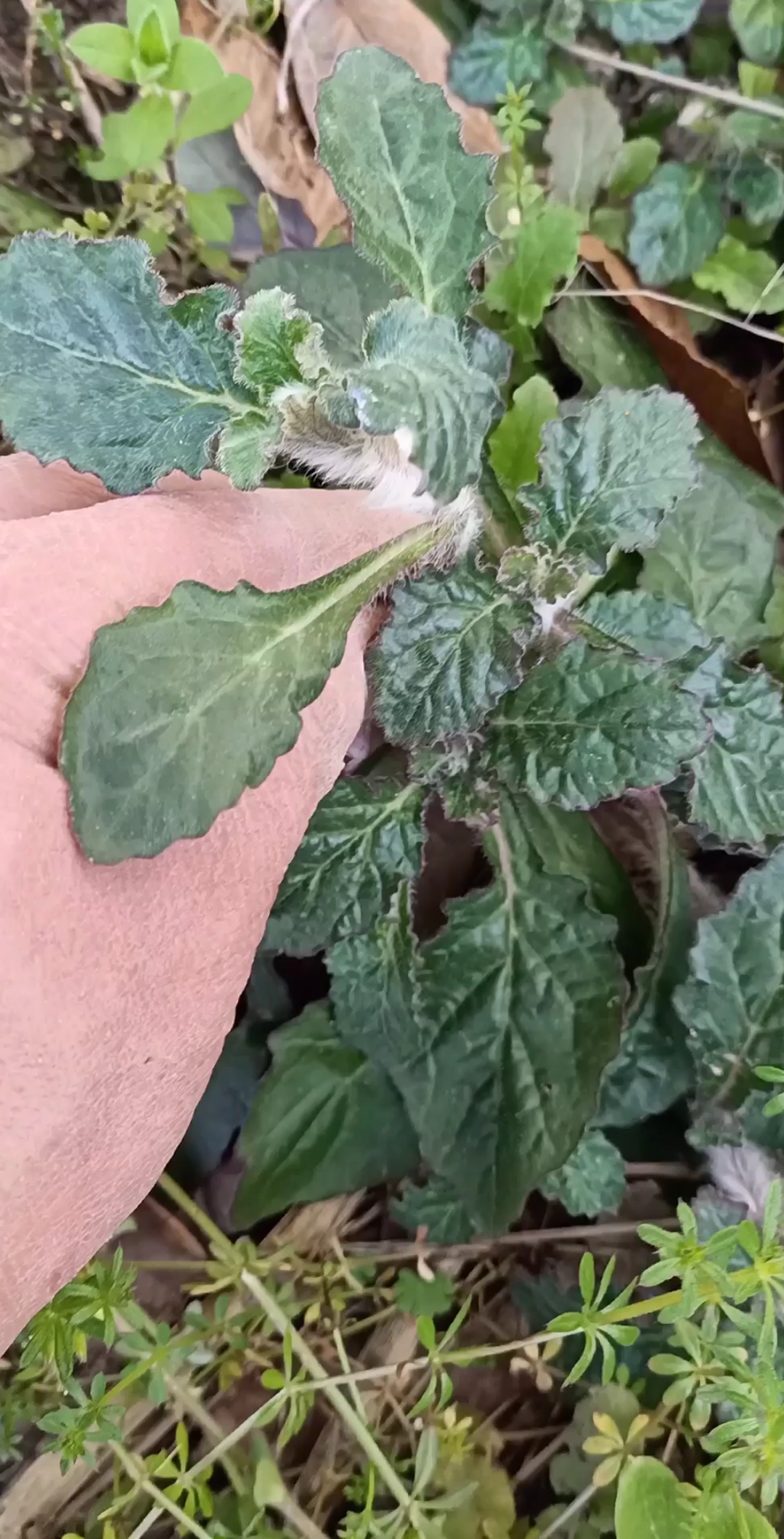 白毛夏枯草