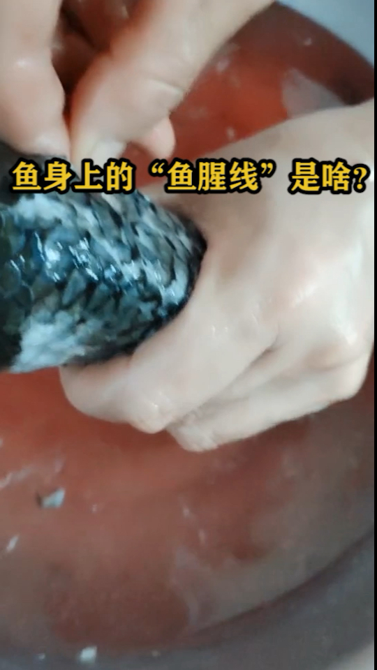 鱼身上的“鱼腥线”是啥?