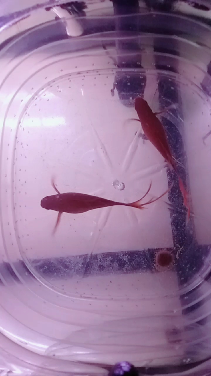 看看这两个大燕尾红箭就花15元,还是两个大母鱼,马上要生了