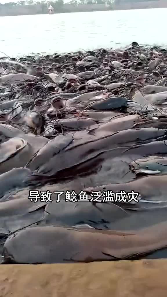 印度母亲河鲶鱼成灾,求助中国吃货,广东人表示无从下口