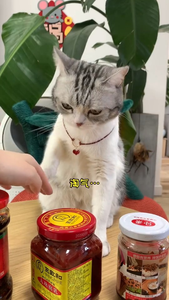 大声告诉我还能在家教小猫咪学习什么