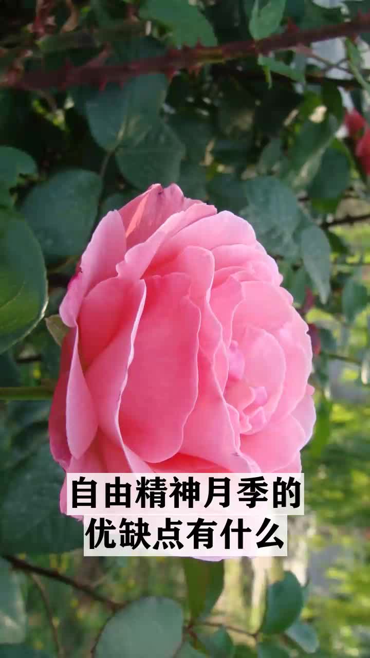 自由精神月季的优缺点有什么