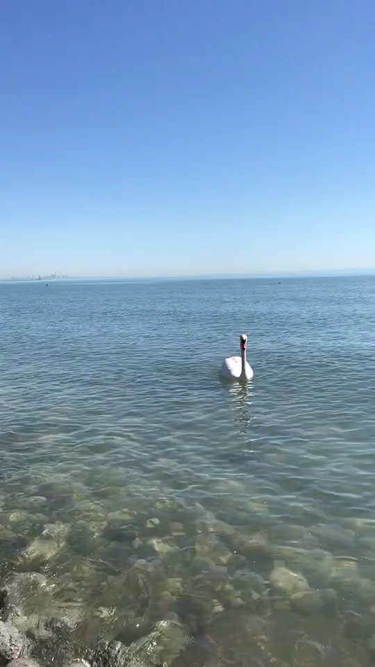 美丽的大海和大天鹅