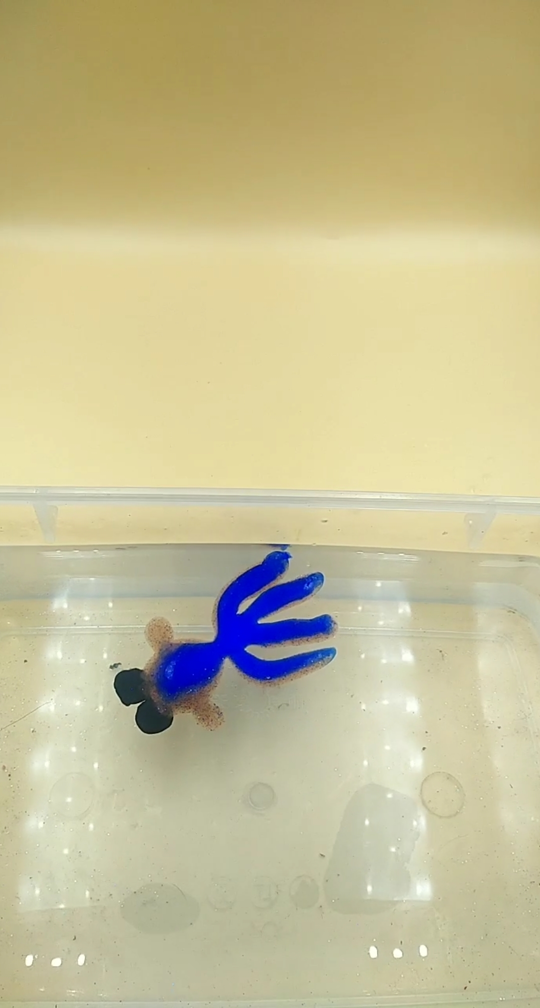 彩色金鱼宝宝