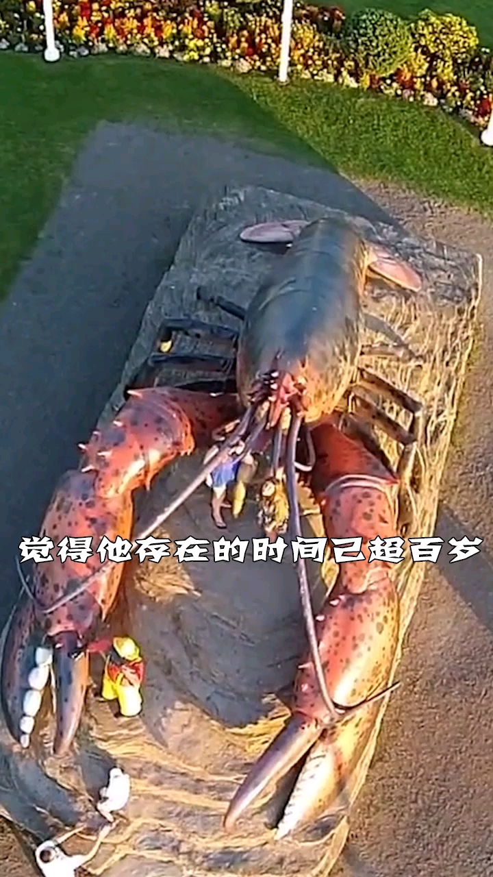 世界上最大的龙虾