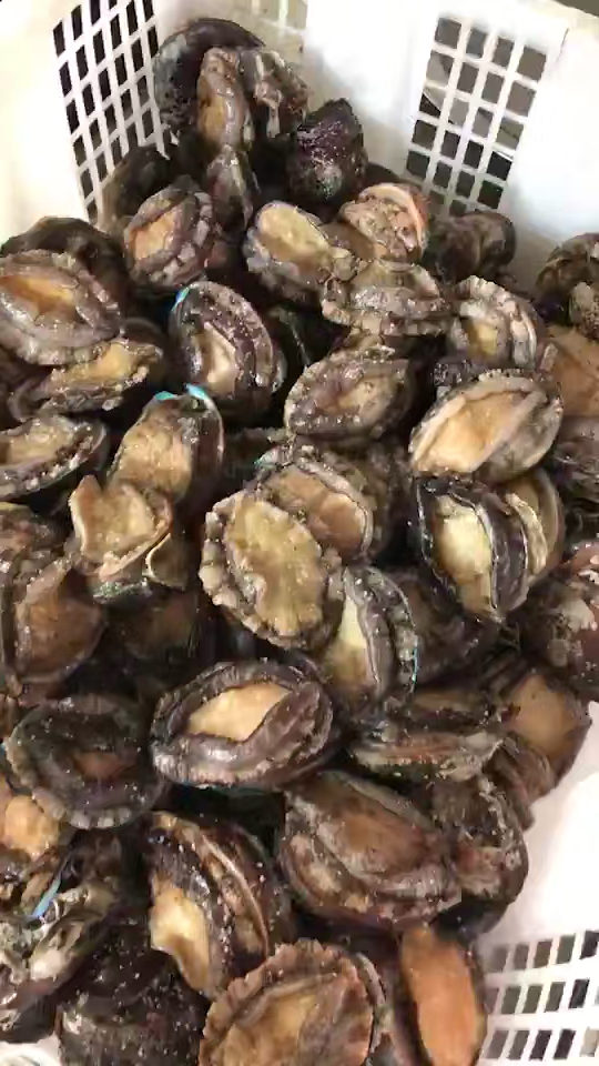 会咬人的大鲍鱼…