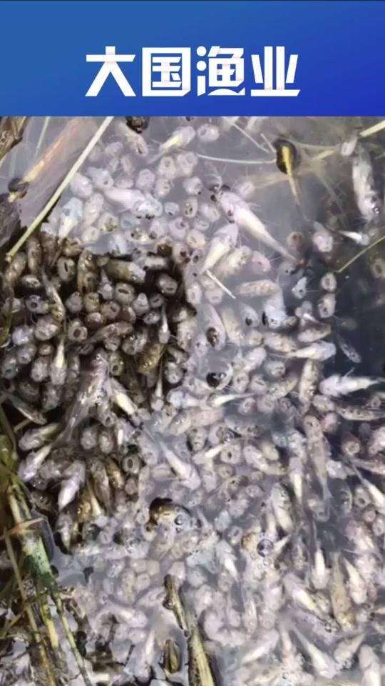 高温天气,运输鱼苗需做好防护措施#三农 #水产人 #水产养殖