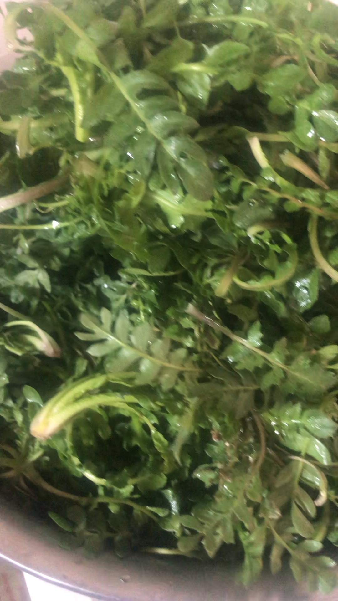 地里的野菜