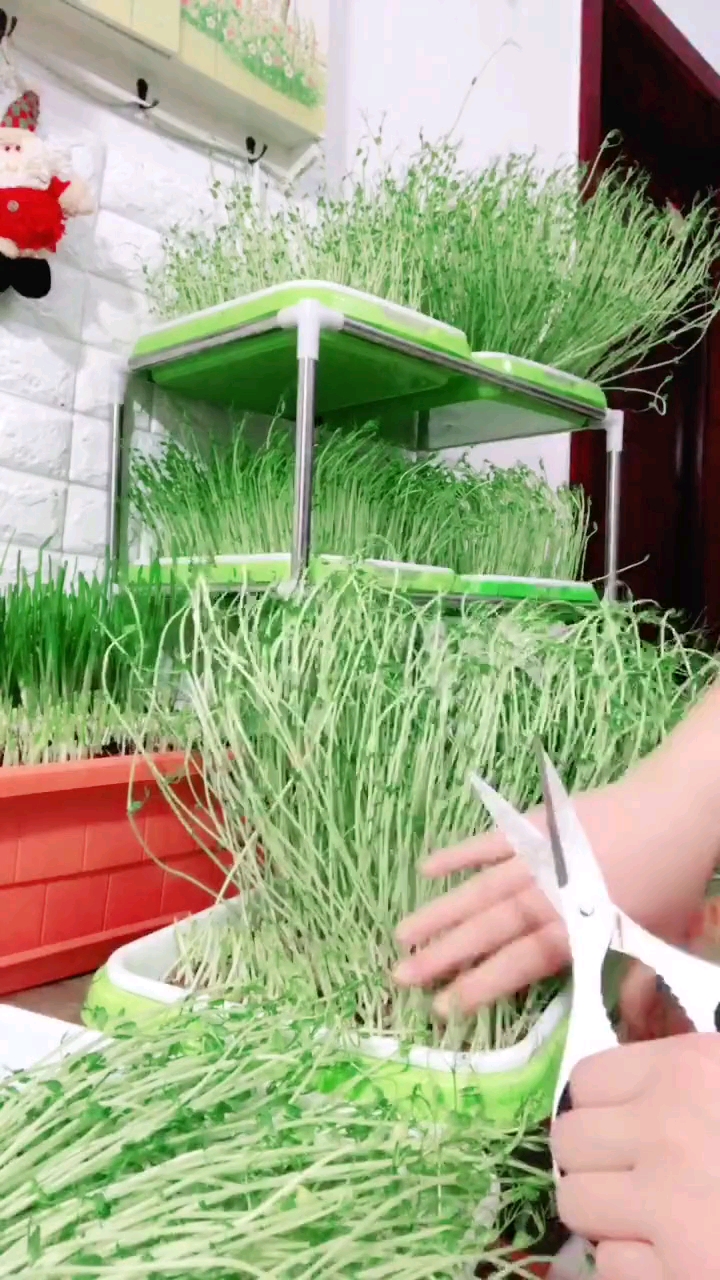 #咱家的丰收季#菜太多来不急吃,太老了,剪下来是扔了好还是包饺子呢