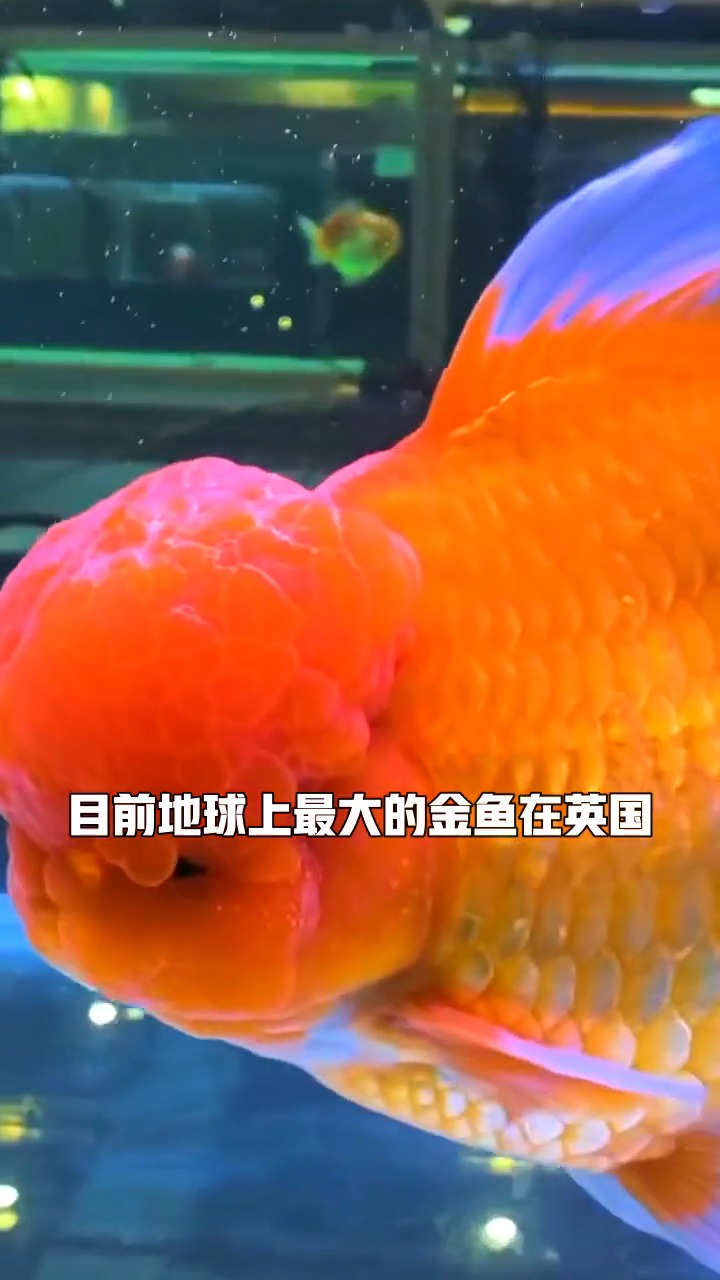 #每天一点冷知识#全球最大的金鱼,发福版的波妞。