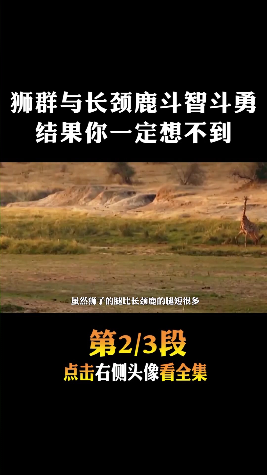 #动物世界#狮群与长颈鹿斗智斗勇,结果竟然是这样