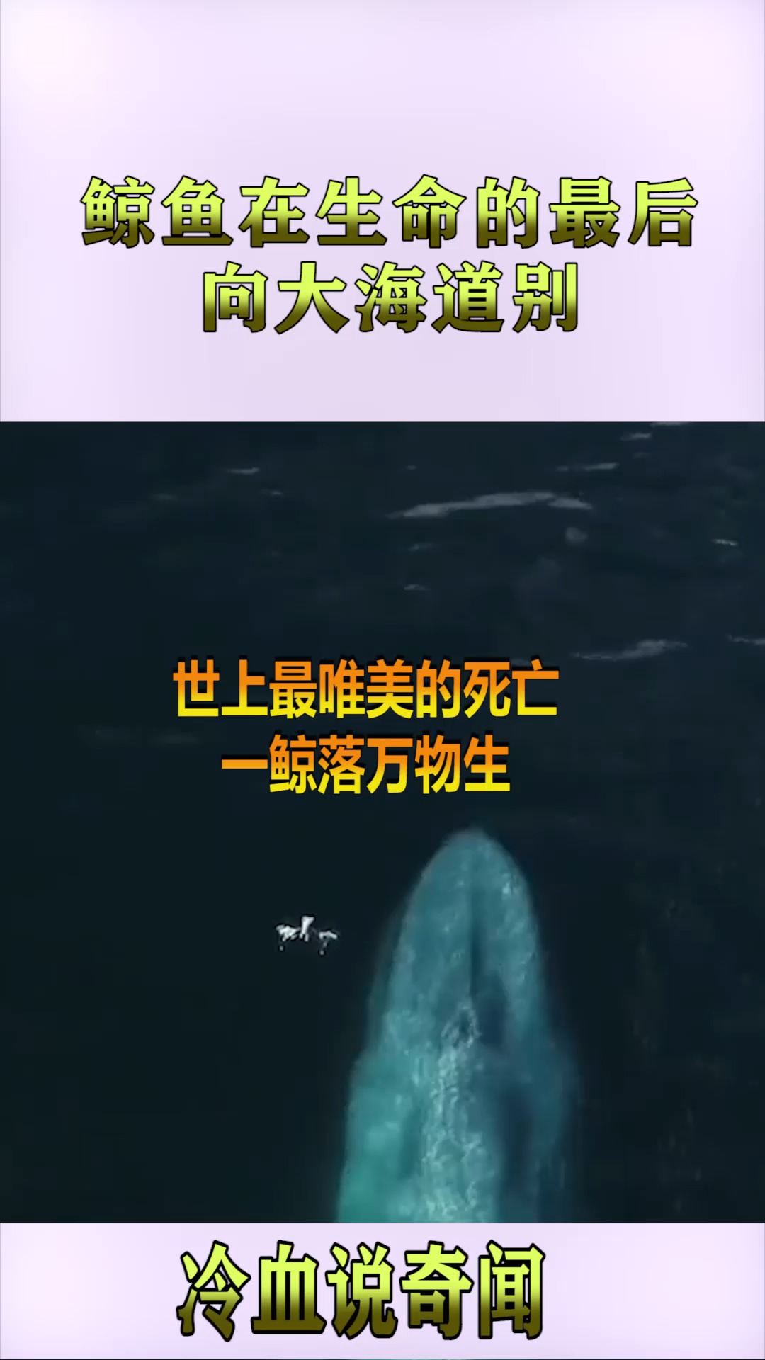 世界上最唯美的死亡,一鲸落万物生,对此你有什么看法哪