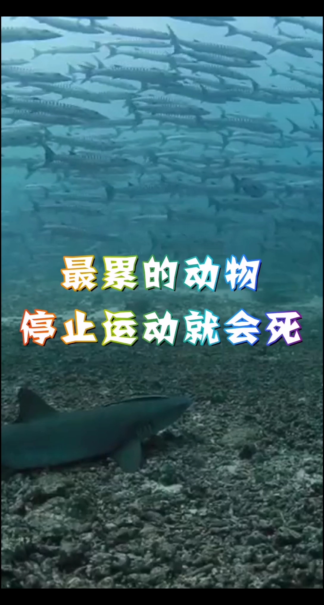 自然界中“最累”的动物,时时刻刻都要保持运动,停止就会死亡!