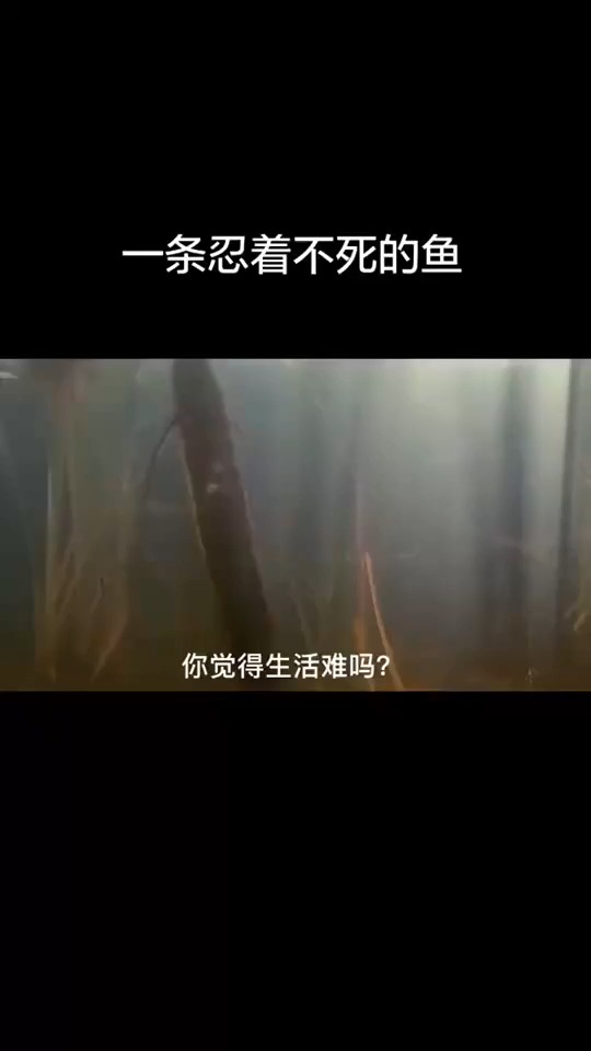 觉着生活难吗?来看看这条撑了四年不死的鱼吧!