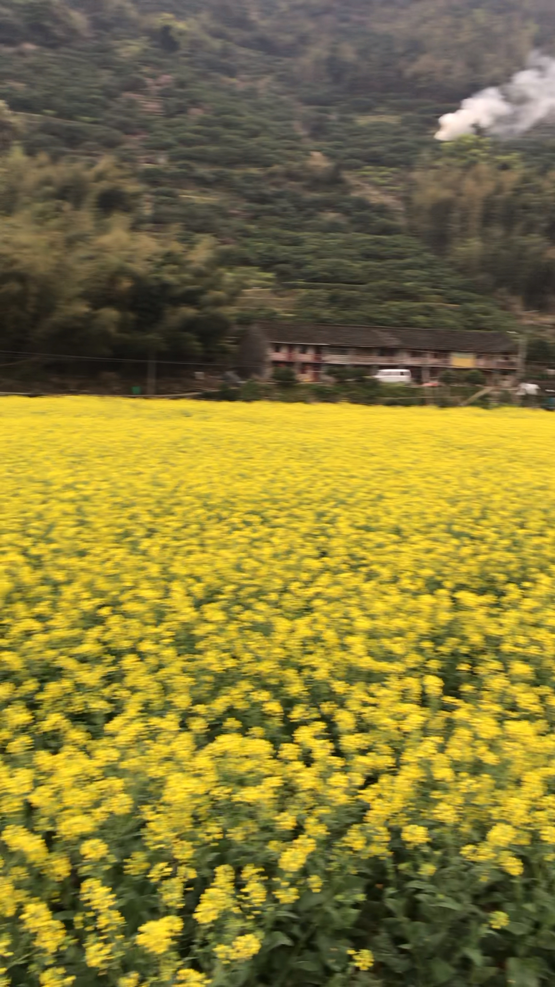 一大片的油菜花田