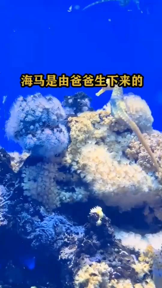 海马是由爸爸生下来的