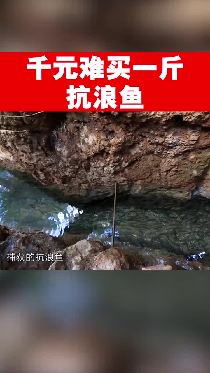 有一种鱼特别珍贵,它鲜美的味道让人难以忘怀,千元也难买一斤