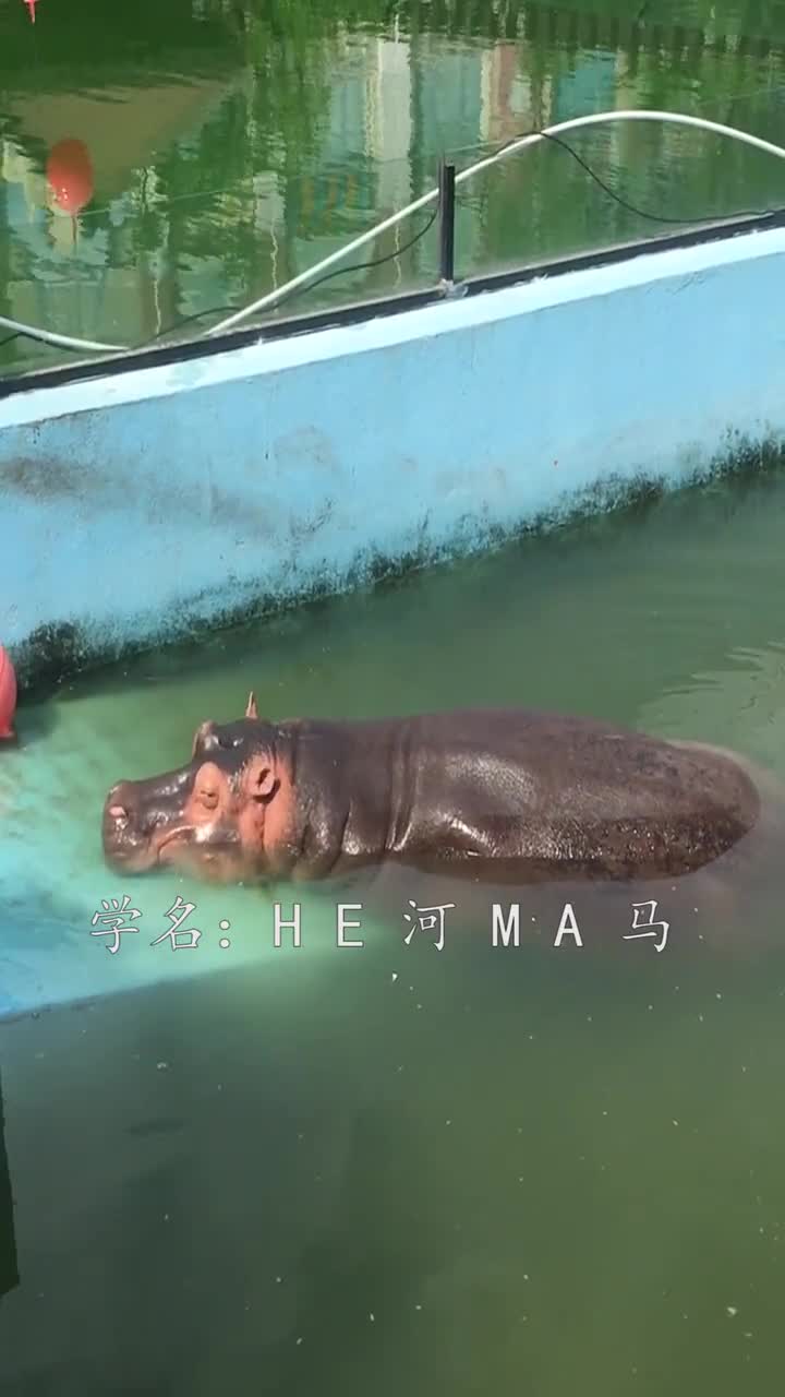 惹不起我还说不起嘛
